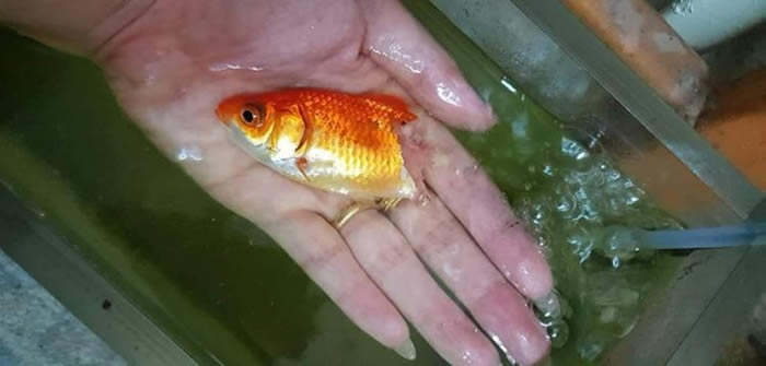 泰国生病金鱼尾巴几乎消失 主人坚持擦药换水半年奇迹复原