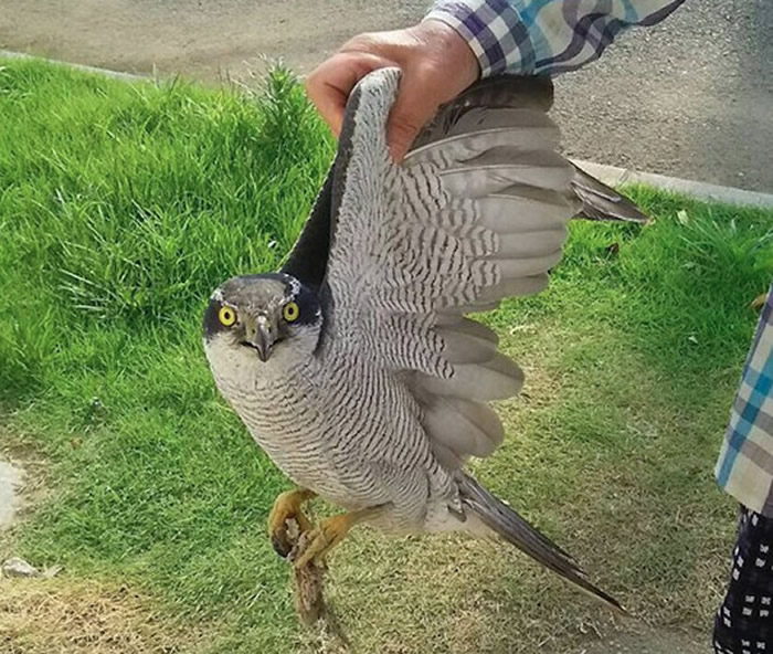 这不是鸡啦!院子有点吵…惊见日本阿嬷徒手提着一只猛禽