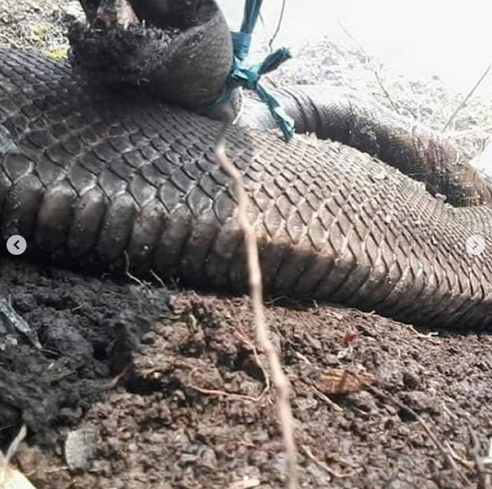 印尼婆罗洲岛加里曼丹森林大火不断 巨蟒被烧成恐怖焦尸