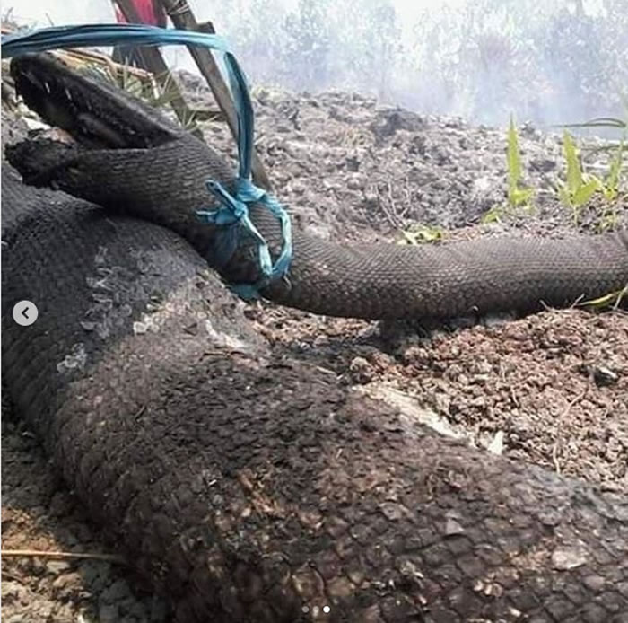 印尼婆罗洲岛加里曼丹森林大火不断 巨蟒被烧成恐怖焦尸
