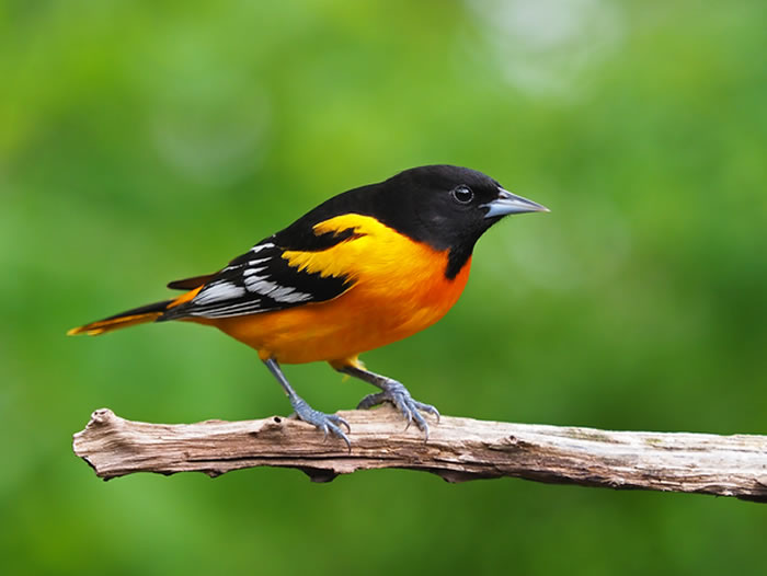 自1970年以来北美累积丧失了近30亿只鸟类