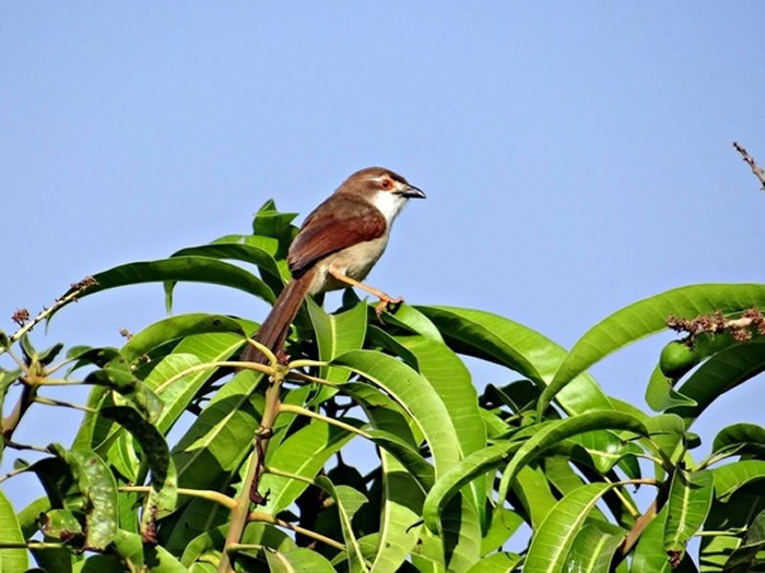 伯劳鸟。(图/取自免费图库Pixabay)