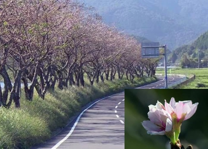 日本高知县东洋町染井吉野樱罕有在9月开花 疑与早前的台风有关
