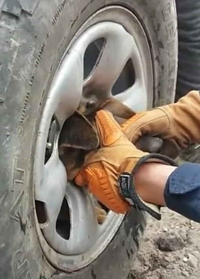 智利流浪狗头部困废车轮 动物拯救组织施以援手小狗得以脱身