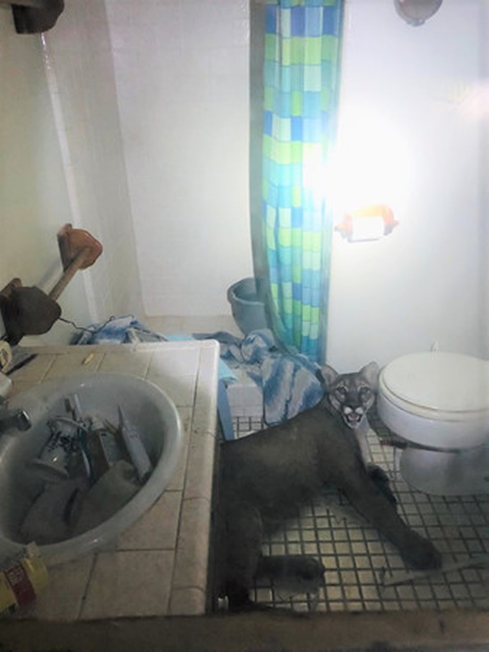 屋内传巨响!美国加州夫妻惊觉美洲狮躺浴室