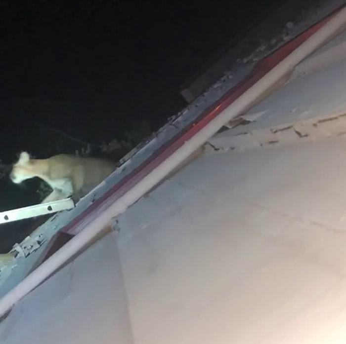 屋内传巨响!美国加州夫妻惊觉美洲狮躺浴室