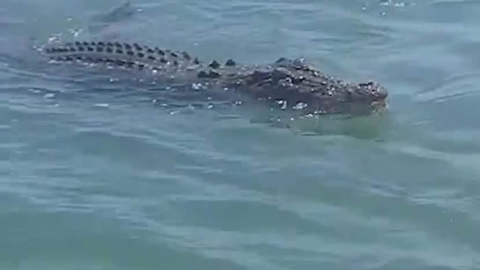 澳洲老翁游艇垂钓以为大鱼上钩 谁知竟拉起一条大鳄鱼