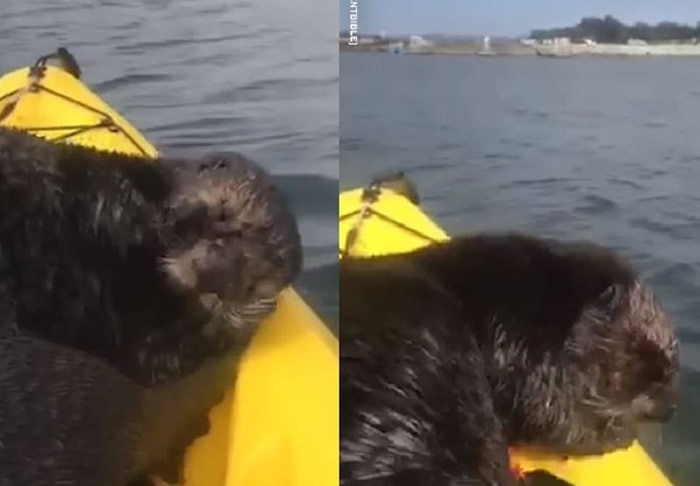 网友在湖上划独木舟遇霸道海獭硬上船 合手侧躺晒日光浴