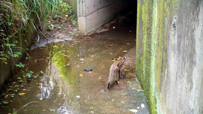 ��14�����̨13���·���������ʯ��ʹ��Ӱ�� ͼƬ��Դ�������ش�߶�֮·ɱ���������᰸����