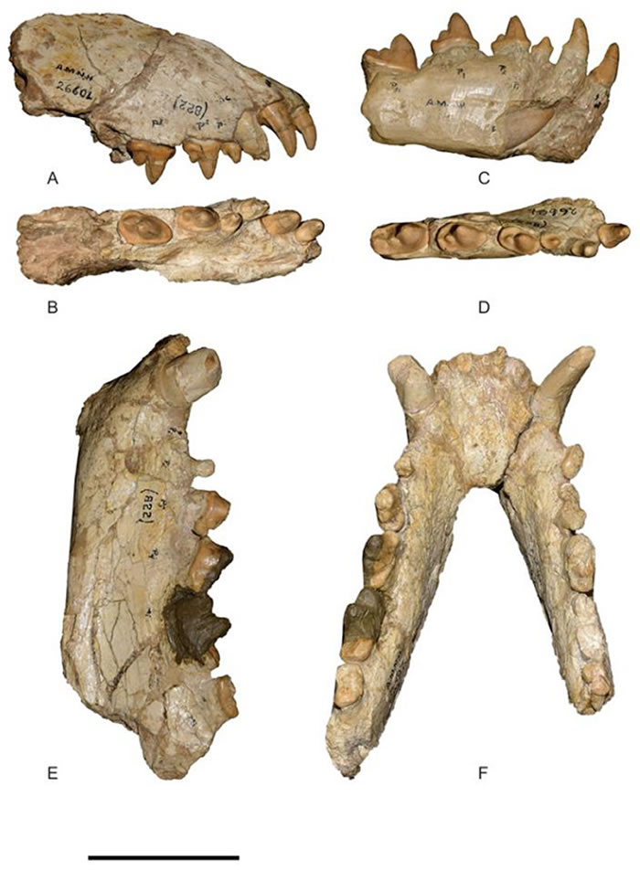 ȮGobicyon macrognathus  ͼ