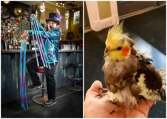 奥扎尔(左图)受饲养的鹦鹉(右图)启发,创下最长亚加力胶假甲世界纪录。