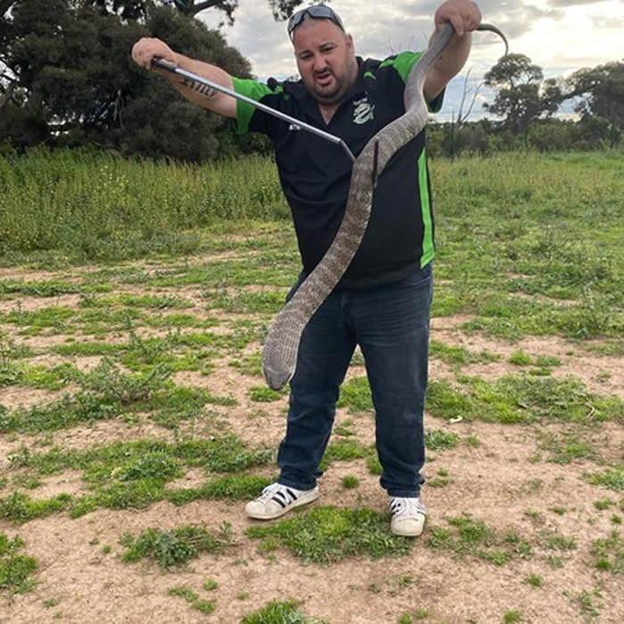澳洲墨尔本市区世界最上最毒的“虎蛇”洞中缠绵被抓 女友趁乱逃走