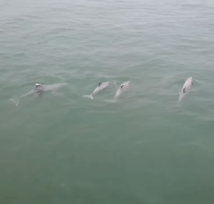 马来西亚槟城巴都丁宜海滩外近百只海豚跳跃 目击者用航拍机拍下难得景象