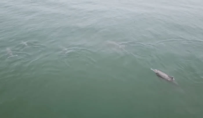 马来西亚槟城巴都丁宜海滩外近百只海豚跳跃 目击者用航拍机拍下难得景象