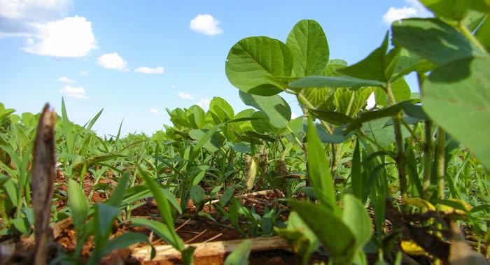 ����˹��ѧ�������ȶ���һ�ֿ�ʳ��ֲ��Ƴɿ�ʳ�ò���