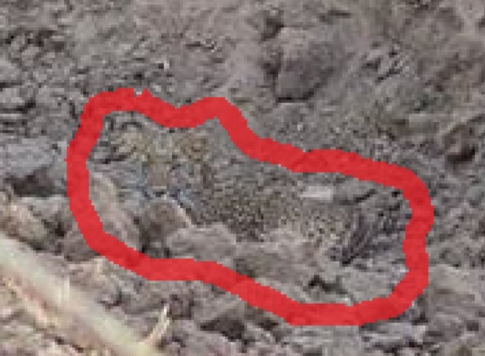 豹子隐身于照片中 网民高呼找不到