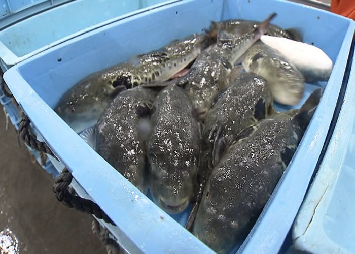 日本山口县下关市举行令和时代首场河豚拍卖