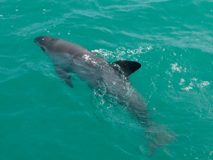 ݾжϣV01Fؽȵ֢״ǱʿŻҰ⡣ VAQUITACPR