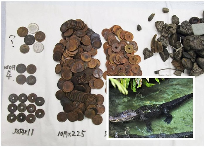 日本名古屋东山动植物园鳄鱼误把钱币当石头吞食 尸藏330枚硬币