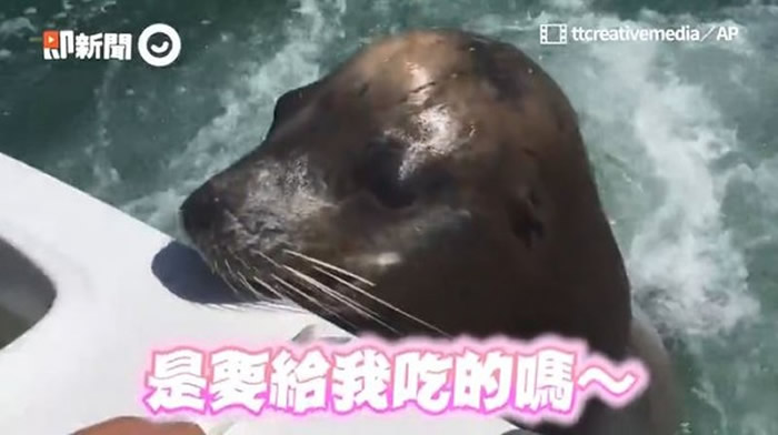 �������ӵ���������֮�ͺ�ʨ���� ιʳ�󾹱��µ������ѳ�