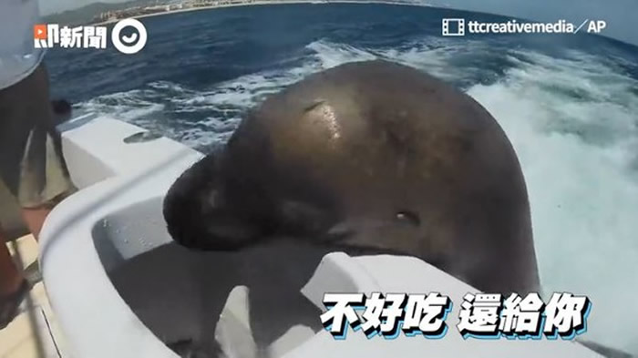 �������ӵ���������֮�ͺ�ʨ���� ιʳ�󾹱��µ������ѳ�