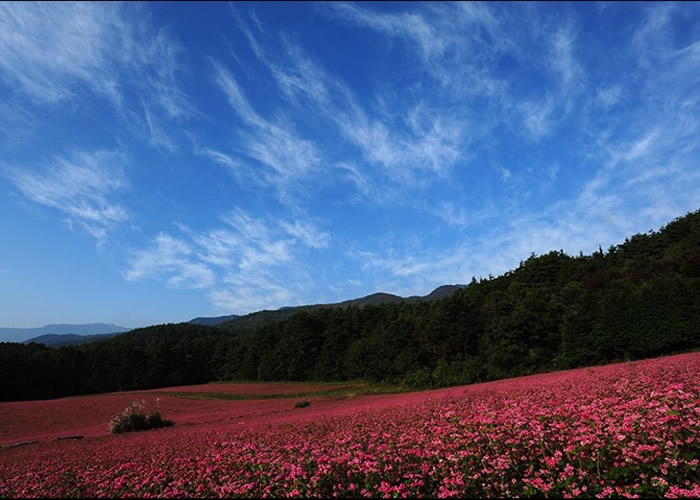 日本长野县伊那谷箕轮町的“红荞麦之里”迎来每年的秋季盛开期
