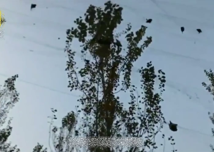 黑龙江哈尔滨市通河县城西村村民张大网捕逾百只鸟类 义工解救52只活鸟