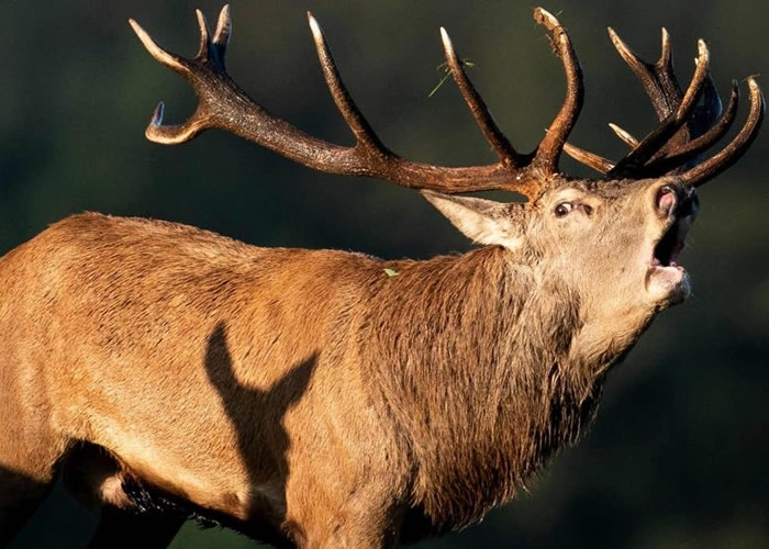 ��������¹֢���������ӡ�