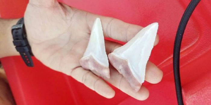 ��������������������Ǻ���Ϯ��Ǳˮ�ο�Ƥͧ �����������ݺ��ο�