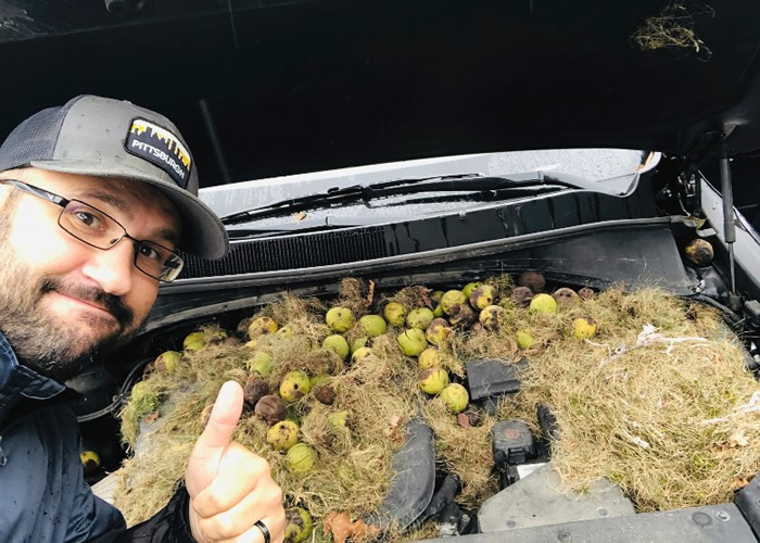 美国匹兹堡夫妇开车时闻到烧焦味和听到怪声 打开引擎盖惊现松鼠“粮仓”