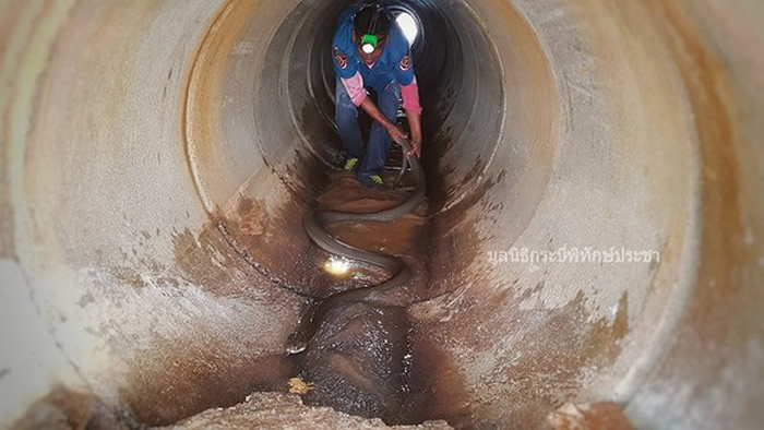 泰国喀比府7名救援人员花1个多小时抓获巨型眼镜王蛇
