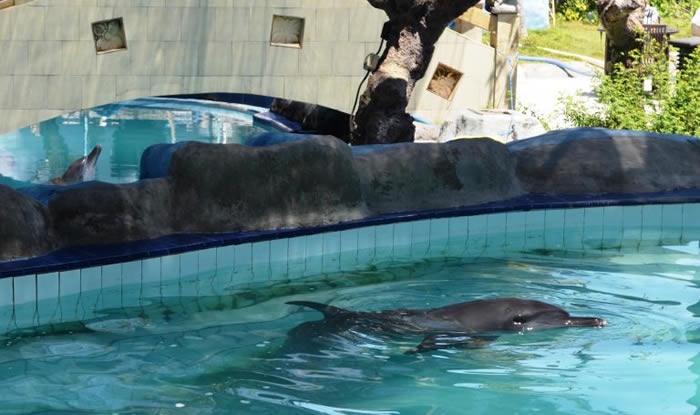 印尼峇里岛酒店推“海豚疗法” 2只海豚眼瞎还掉光牙齿