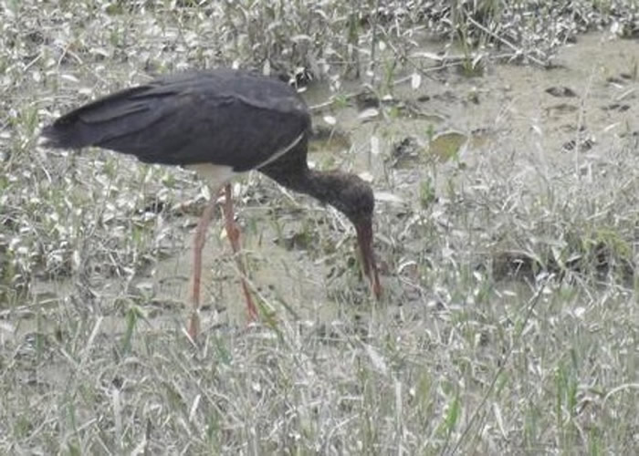 云南省大理市南涧县发现国家一级重点保护鸟类“黑鹳” 中国境内少于1000只