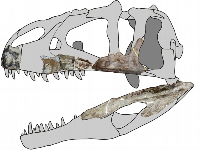 ̩еĻʯҳ޵Siamraptor suwatiһ͵ʳԿ ţŵľ״