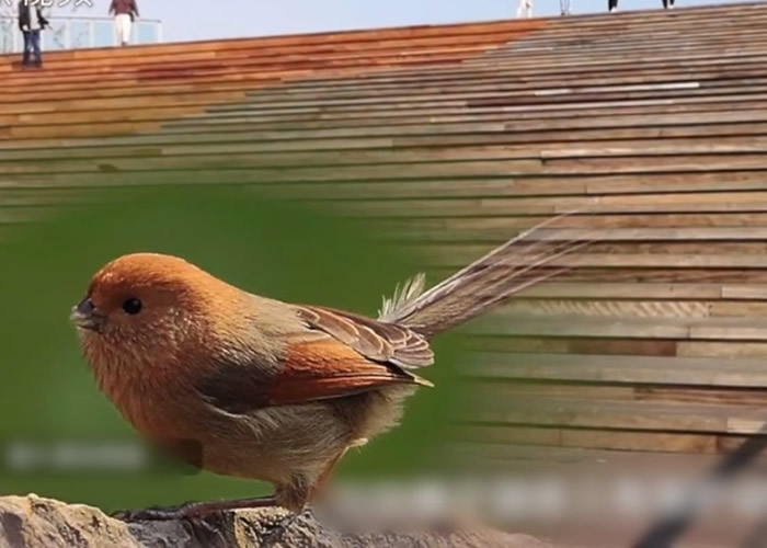 山西太原晋阳湖公园疑因装设玻璃护栏导致至少十多只棕头鸦雀撞击死亡