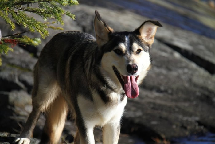 ôѩȮɭ̤ʱʧ˿Ѱ9 ָһ漣㶨