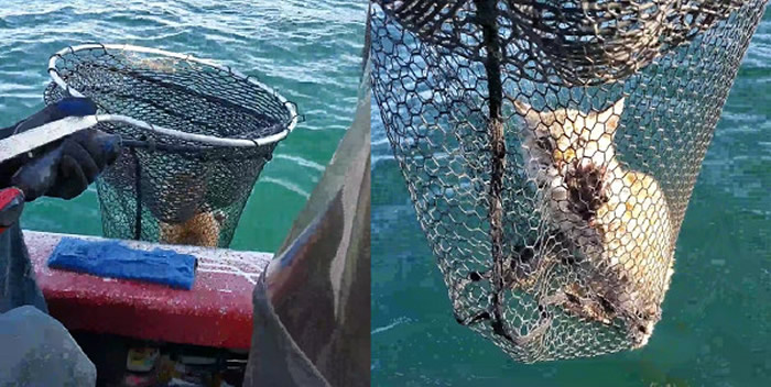 �����ɴ��������Ѻ��������Ȼ�̵�һֻҰ����βè ů��ͥ�ͻ�ɽ��