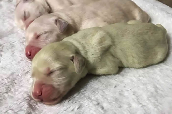 ¹һֻϡеıɫëѰȮ СĪС(Image: CEN/ Joanna Justice)