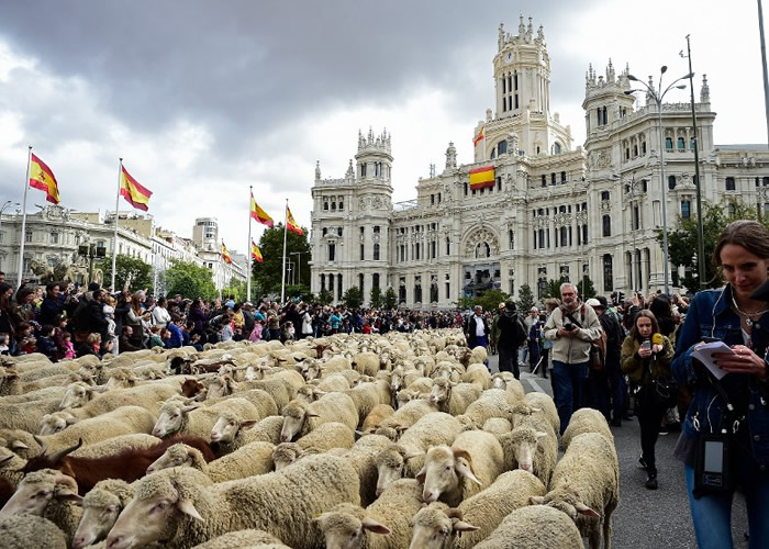 “羊山羊海”!西班牙马德里一年一度移牧节 2000只绵羊穿过繁忙街道