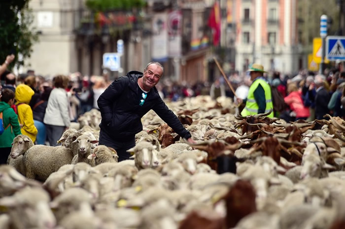 “羊山羊海”!西班牙马德里一年一度移牧节 2000只绵羊穿过繁忙街道