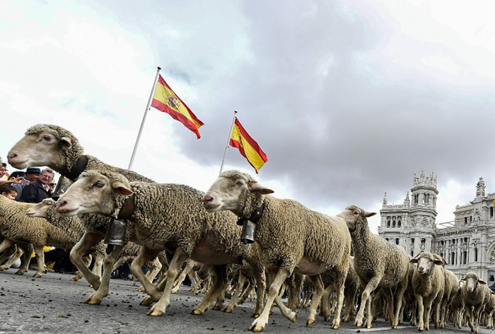 “羊山羊海”!西班牙马德里一年一度移牧节 2000只绵羊穿过繁忙街道