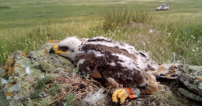 ����˹�о���Ա��Ұӥ��װ׷�����Խ���׷�ٶ��� ˭֪�����������Ρ��ɵ�������