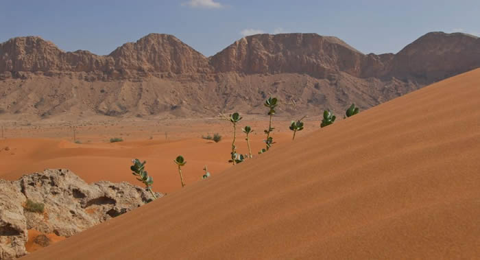 ������������������ɳĮ�﷢����˹�����ֲ���֯ͷĿ����ļ�ֵ2500����Ԫ�Ƹ�����