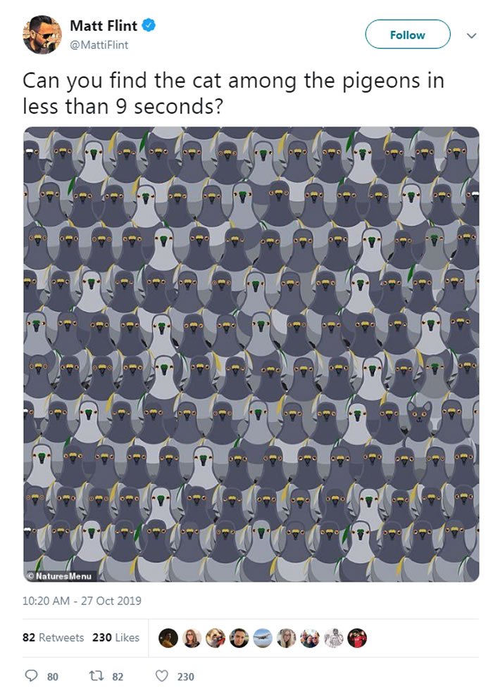 ����è�գ����ܿ����ҵ�ͼƬ��139ֻ�������һֻè��