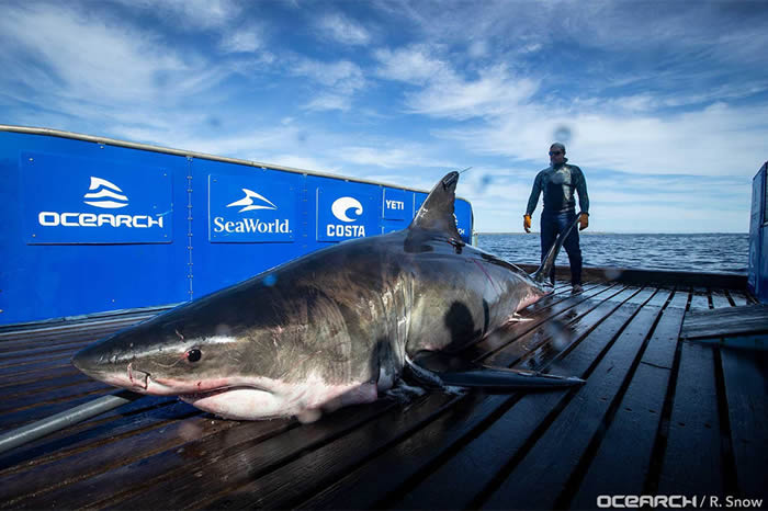 Ӫо֯OcearchʷڶʹUnmaki