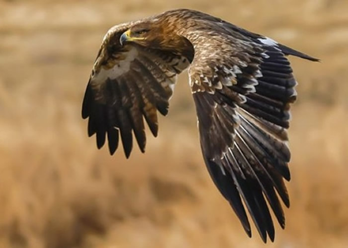 ����˹�о���Ա�Ĳ�ԭ��Я׷����ͻ������ ������η����ѧ��ͷ��