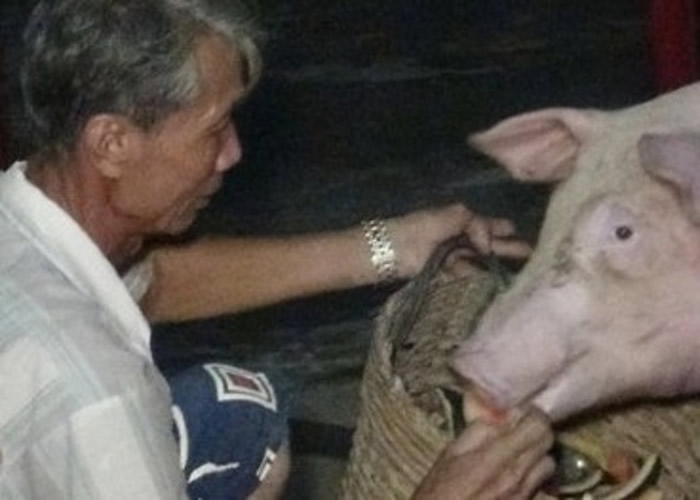 泰国春武里府待宰公猪运往屠场中途跳车逃进佛寺 获面店老板收养扭转宿命