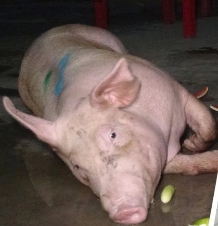 泰国春武里府待宰公猪运往屠场中途跳车逃进佛寺 获面店老板收养扭转宿命