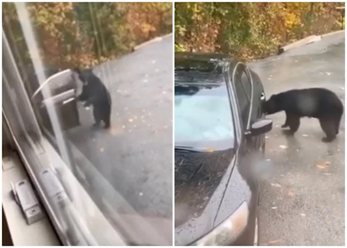 �����������ݷ����ڹ��ҹ�԰�ȼ� ����������3ֻ����͵�߳�����ʥ���ǹ�