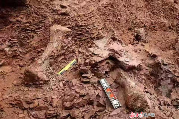 “黄河化石论坛”:甘肃省永靖县关山乡红楼村发现恐龙骨骼化石